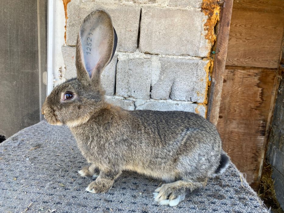 Masculaș de vânzare