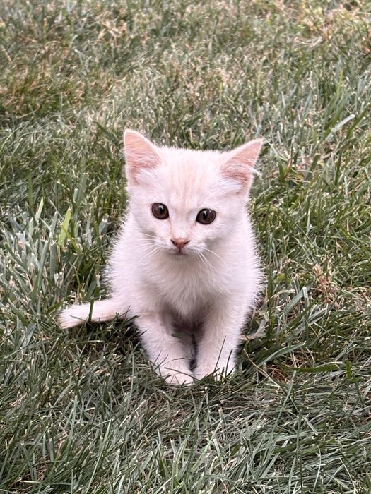 Отдам даром кошку в добрые руки