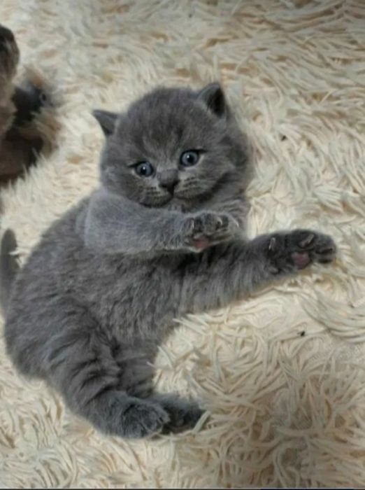 Британские котята