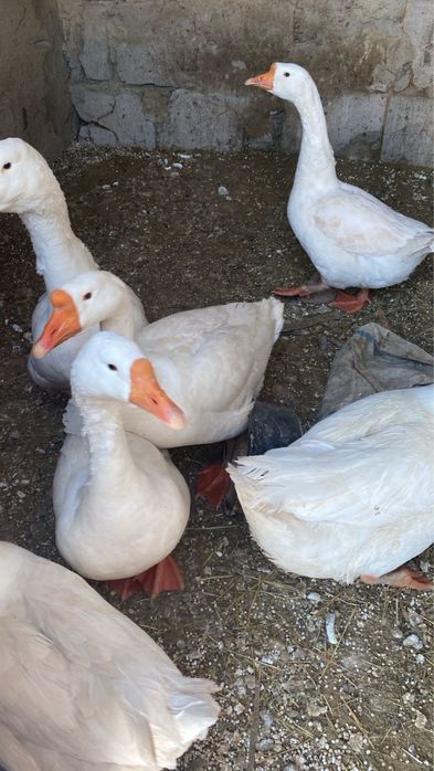 Продам белые красивые гуси