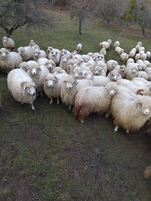 Vând oi.       .