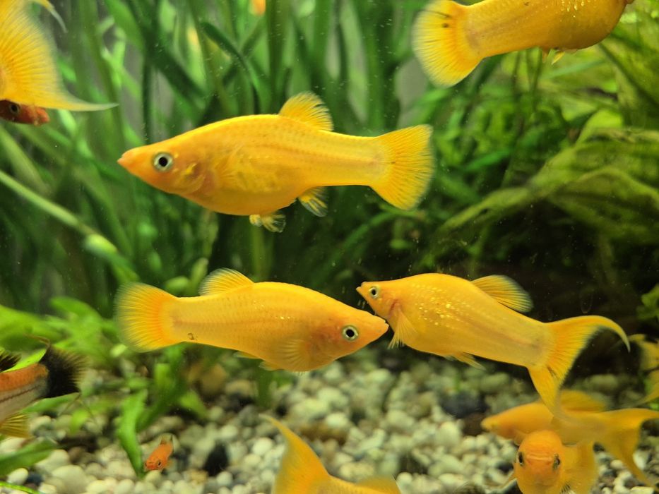 Pești acvariu. Xipho, Molly, Guppy!