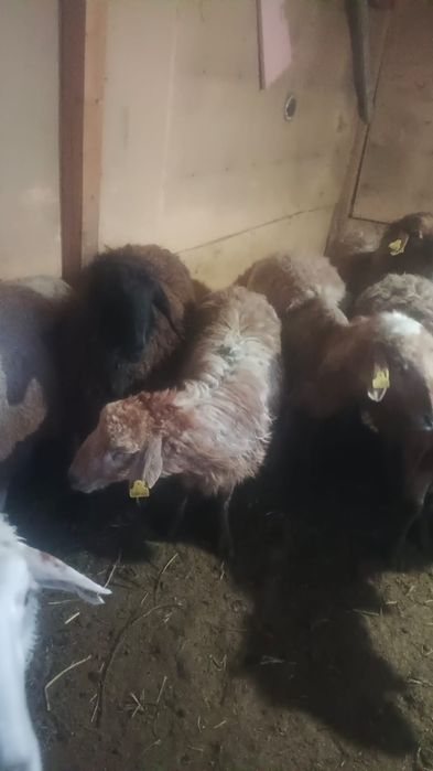 Қосылып қойлар сатылады