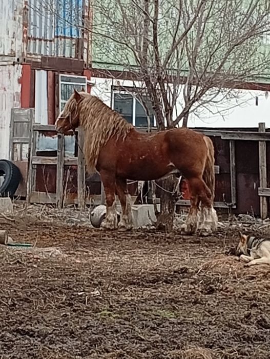 Айгыр русский тяжеловоз