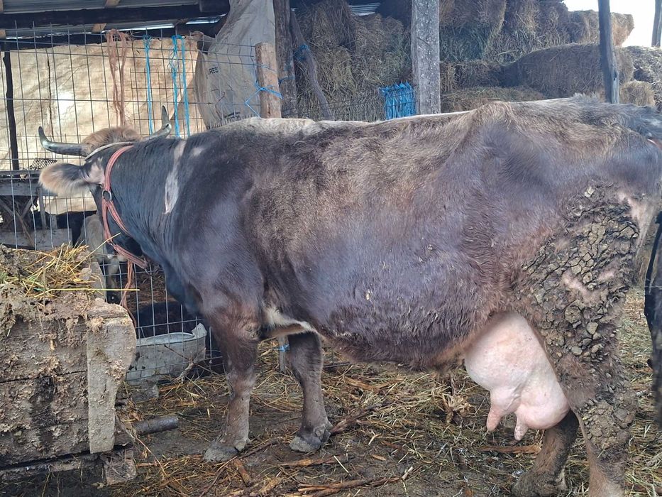 Disponibile douo vaci