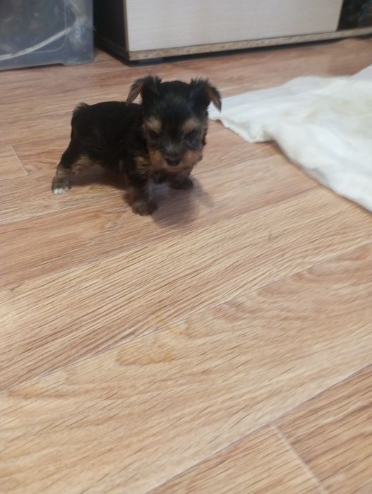 Продажа щенков Йорка