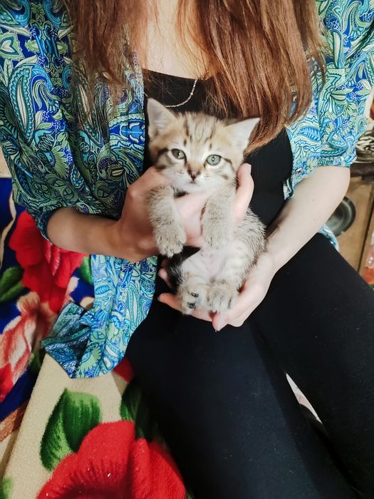 Котята в добрые руки