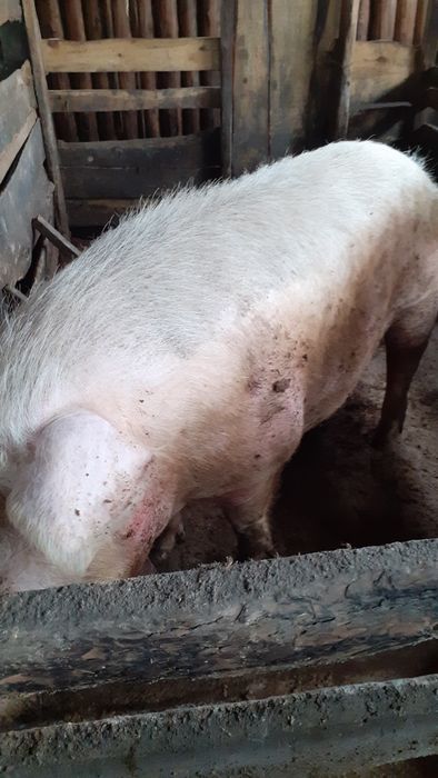 Продаются крупные свиноматки