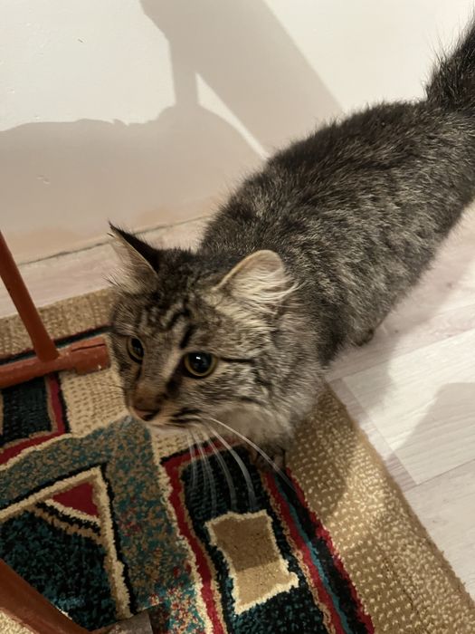 Мейн кун кошка шым