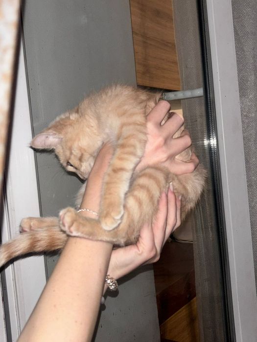 Отдам даром рыжего котенка