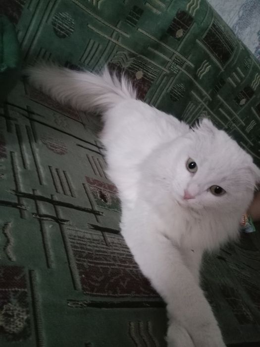 Отдам бесплатно 3 нед веселуха