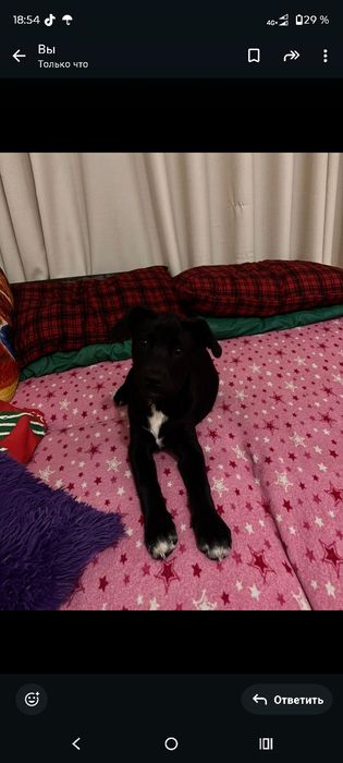 Продам лабрадора 3 месяца