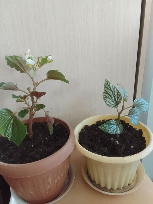 Продам комнатные цветы