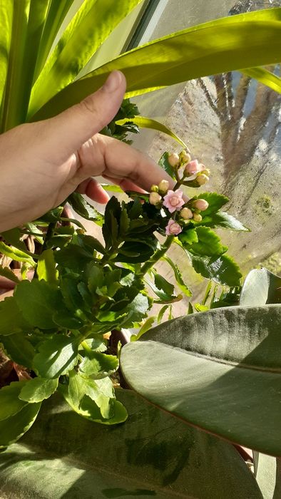 Домашние комнатные цветы