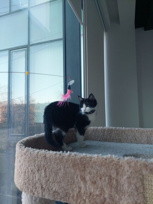 Котенок девочка Ташкент