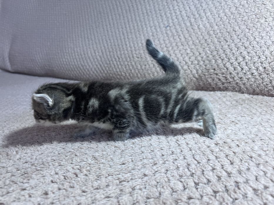 Продам Котят Британцы