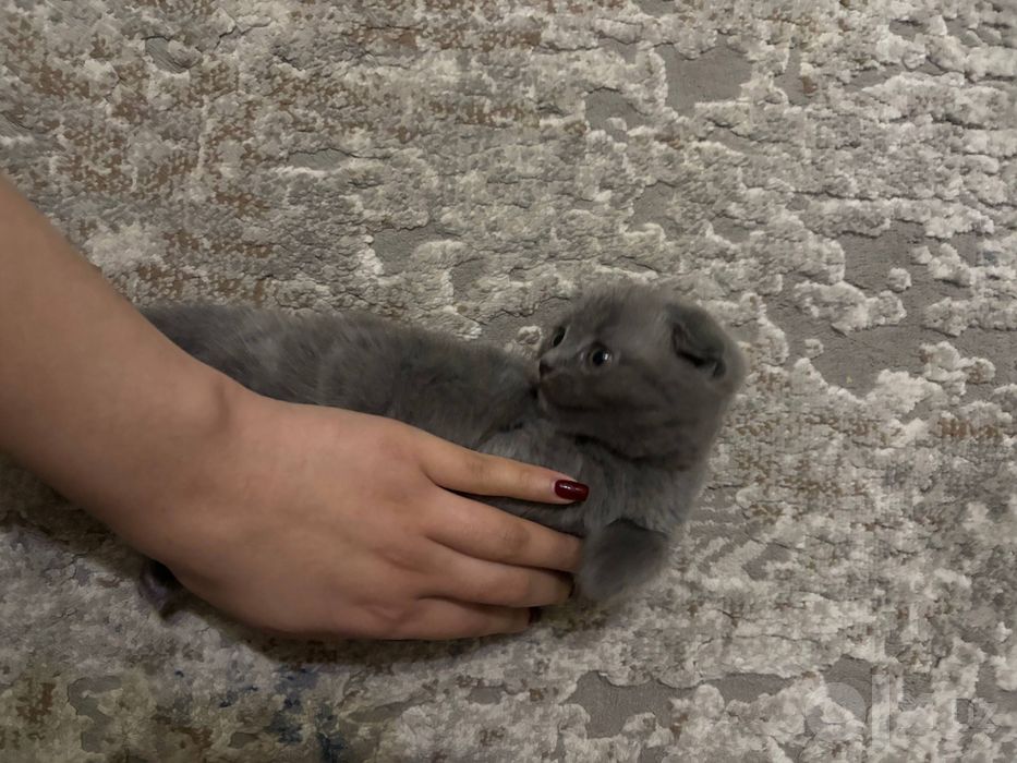 скотиш фолд дети