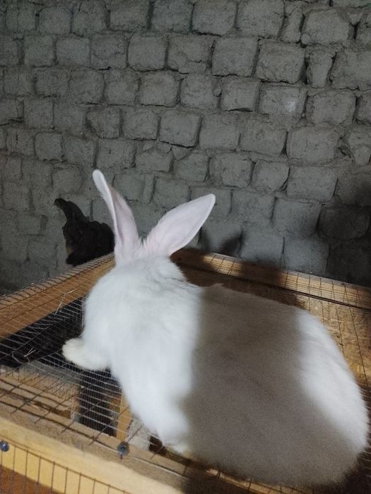 Великан-Фландр куён болалари сотилади