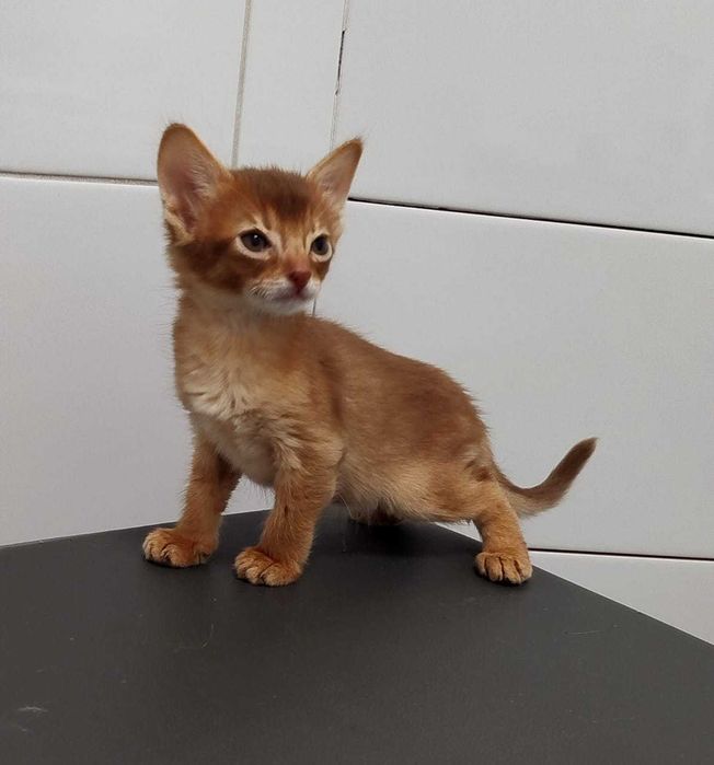 В продаже котята Самалийцы
