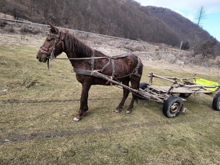 De vânzare armăsar de 7 pe 8 ani