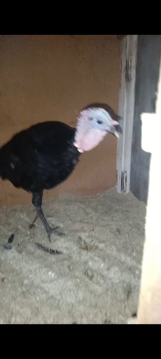 Индюк Продается Молодой