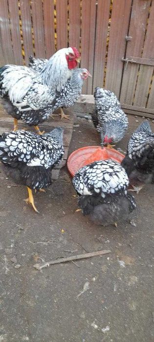 Vind oua pentru incubat pasari de rasa Sussex si Wiandotte argintiu