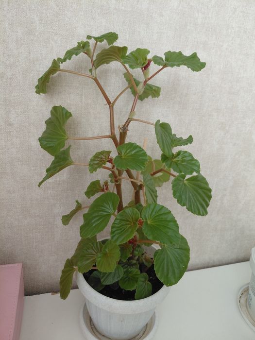 Комнатные цветый разные 1000