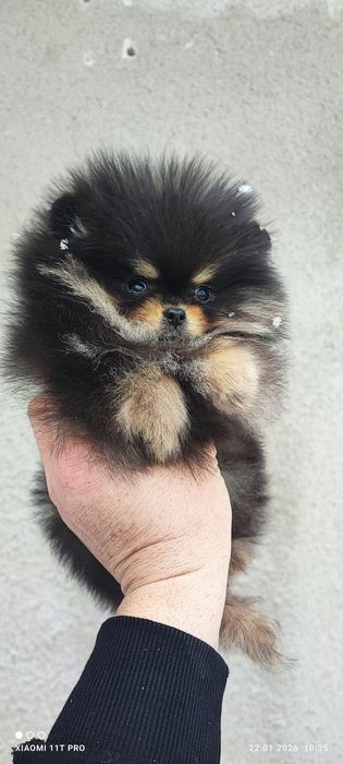 Померан померанче