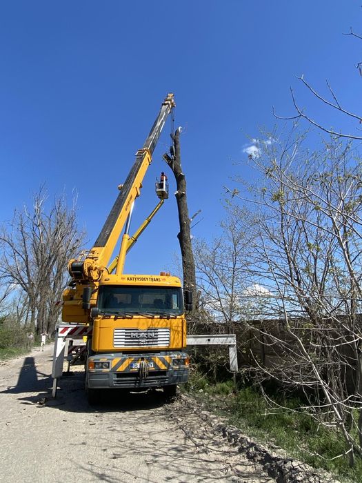 Tăiere/Fasonare Arbori De Mari Dimensiuni La Cel mai Bun Preț.