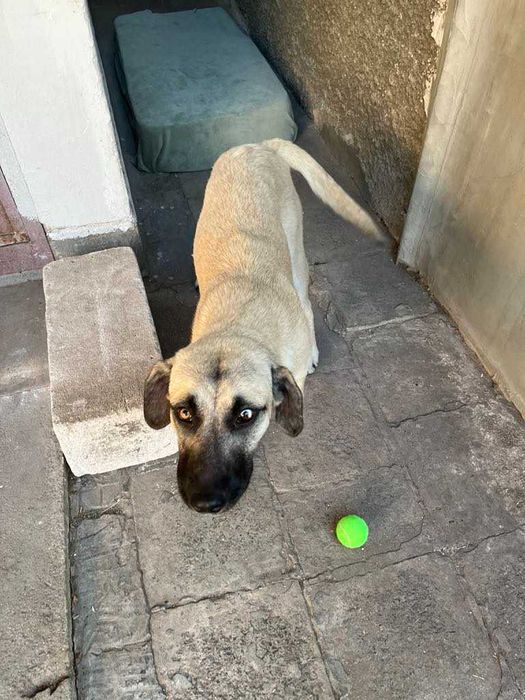 Подарявам младо женско куче