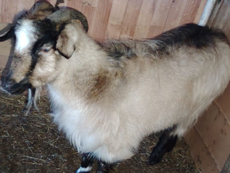 Продам Взрослую Козу