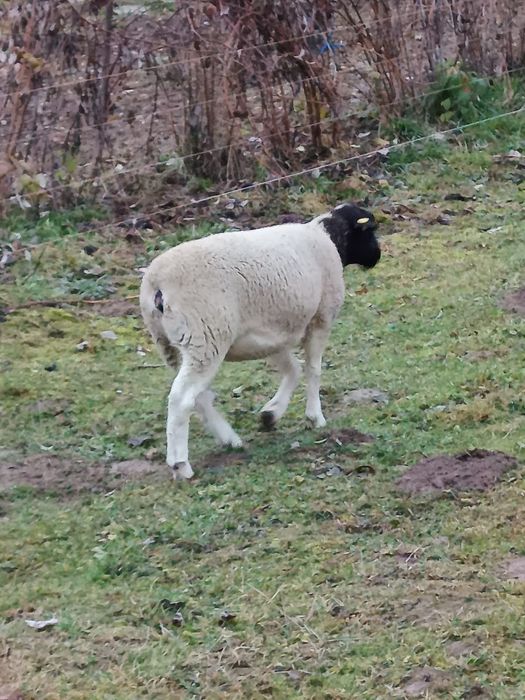 Oi dorper de vânzare