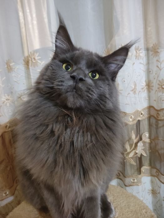 Вязка кот мейн-Кун