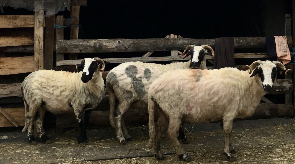 Oi breze de vânzare