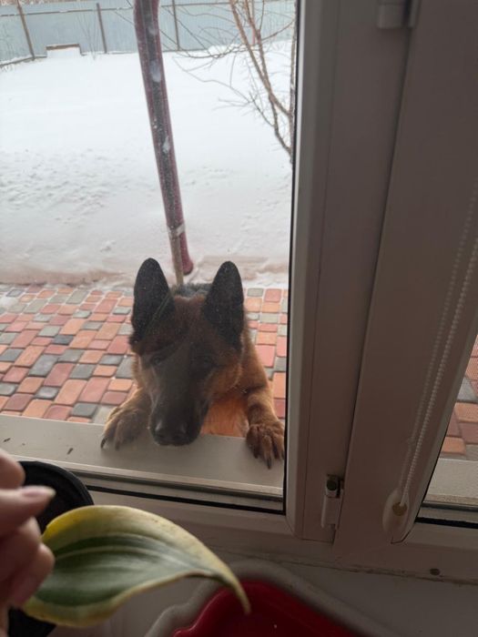 Элитная немецкая овчарка