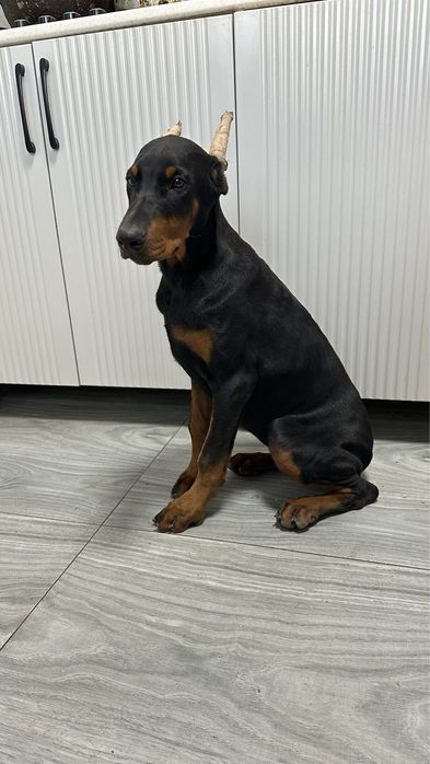 Щенок добермана девочка