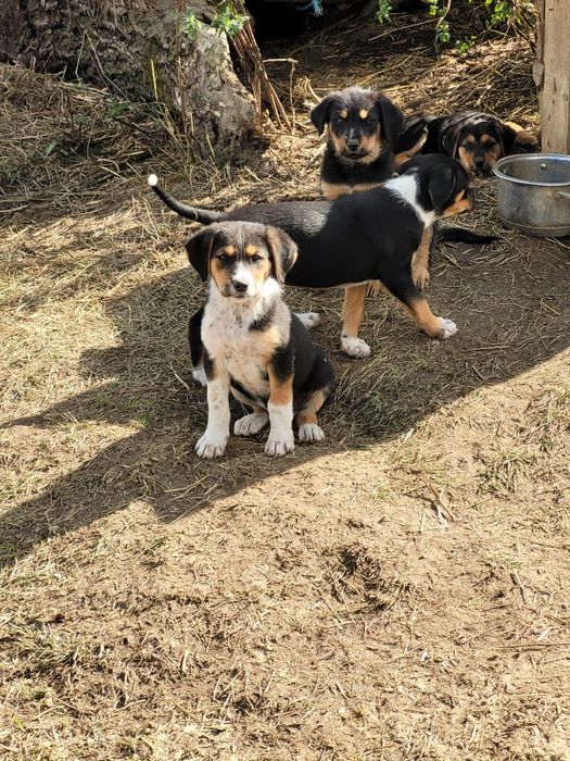 Donez Metiși de Copoi cu terrier