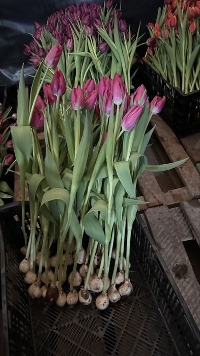 Тюльпаны оптом не дорого