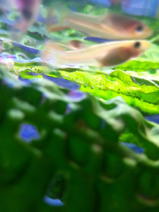 Продаем рыбок гуппи