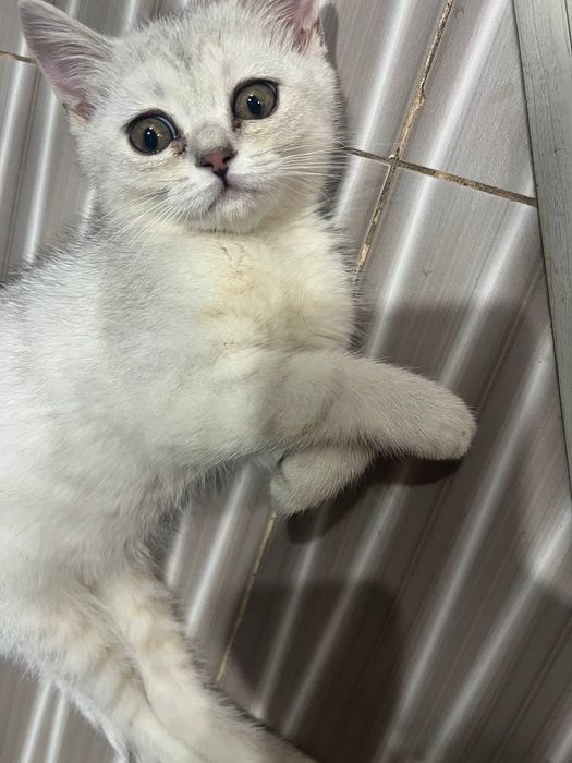 Shinshilazotli mushuk