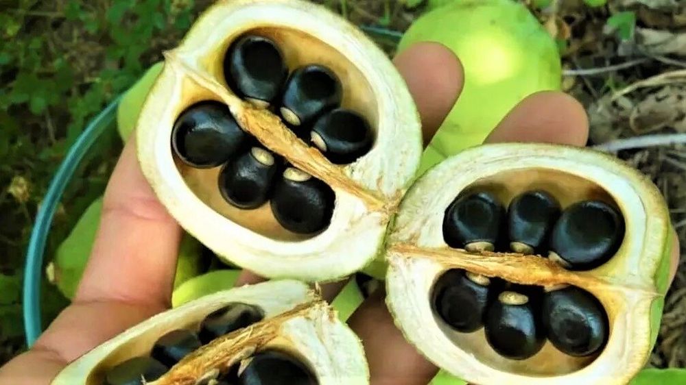 Чекалкин орех привитий