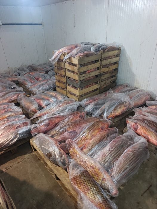 Рыба - сазан, карась