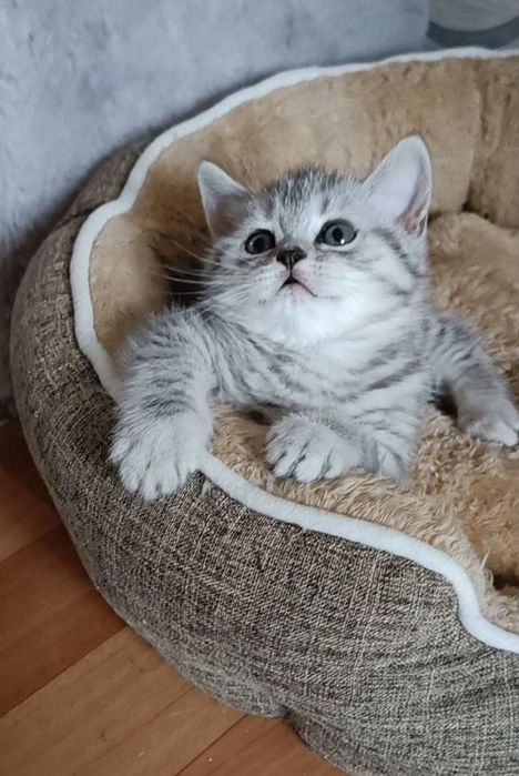Британские котята