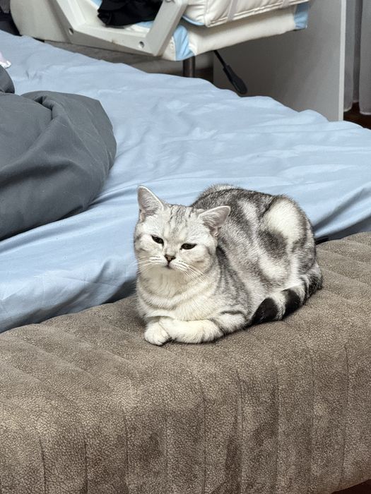 Британская кошка