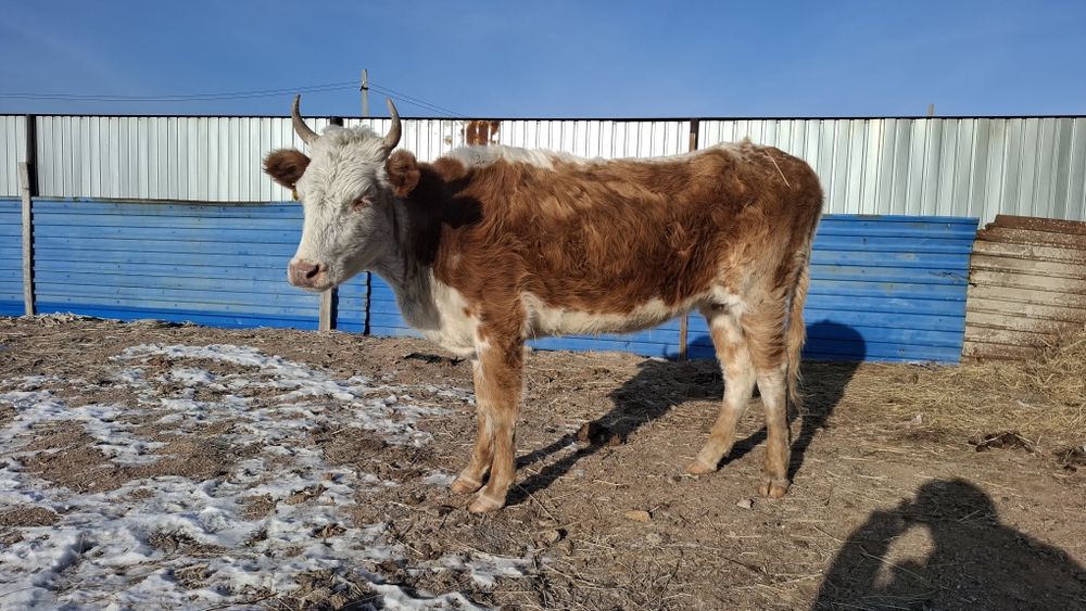 Құнажын сиыр сатылады