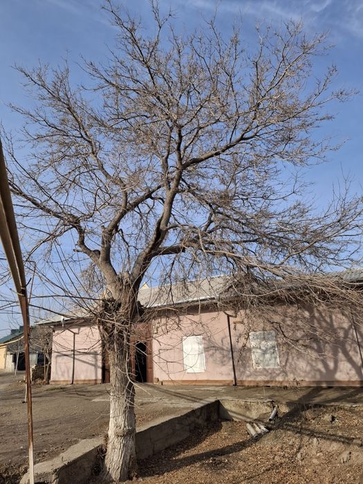 Tut daraxti sotiladi