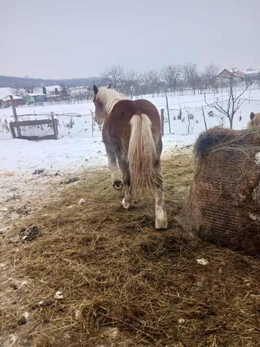 Manz greu de 10 luni