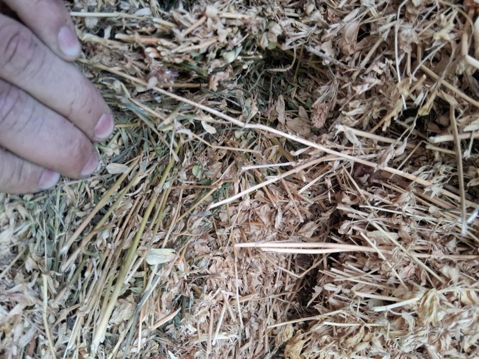 Vând baloti de lucerna