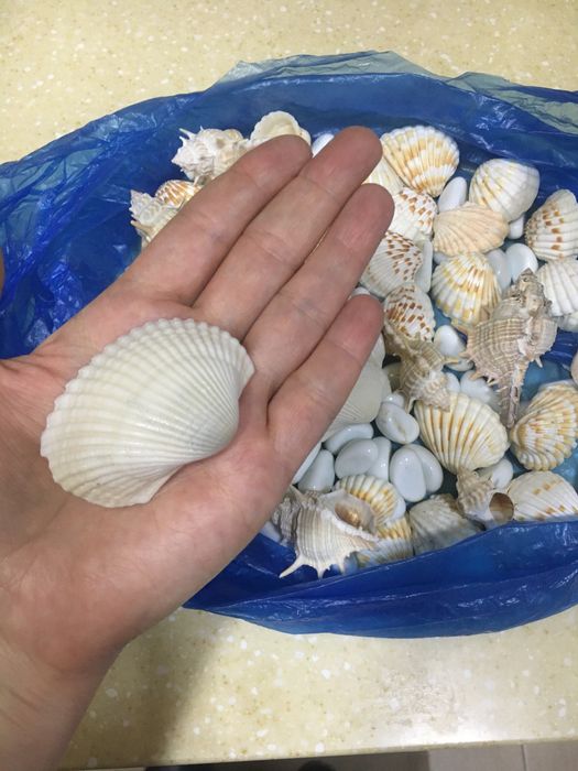 Продаются ракушки интерьра и аквариума