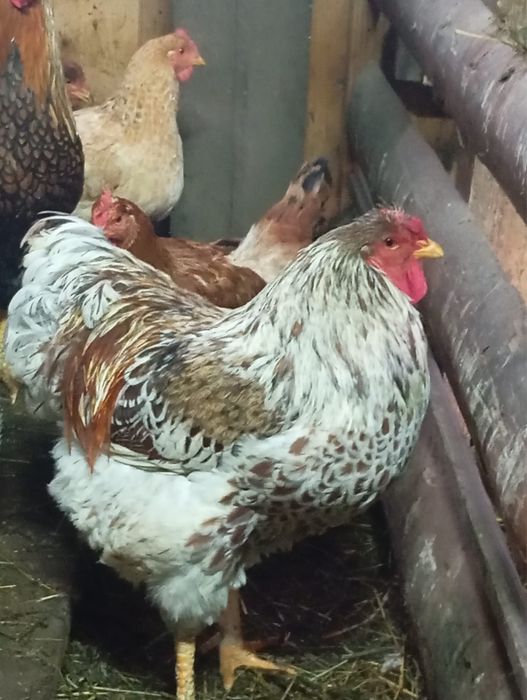 Cocosi wyandotte argintiu,GSG,Splesh